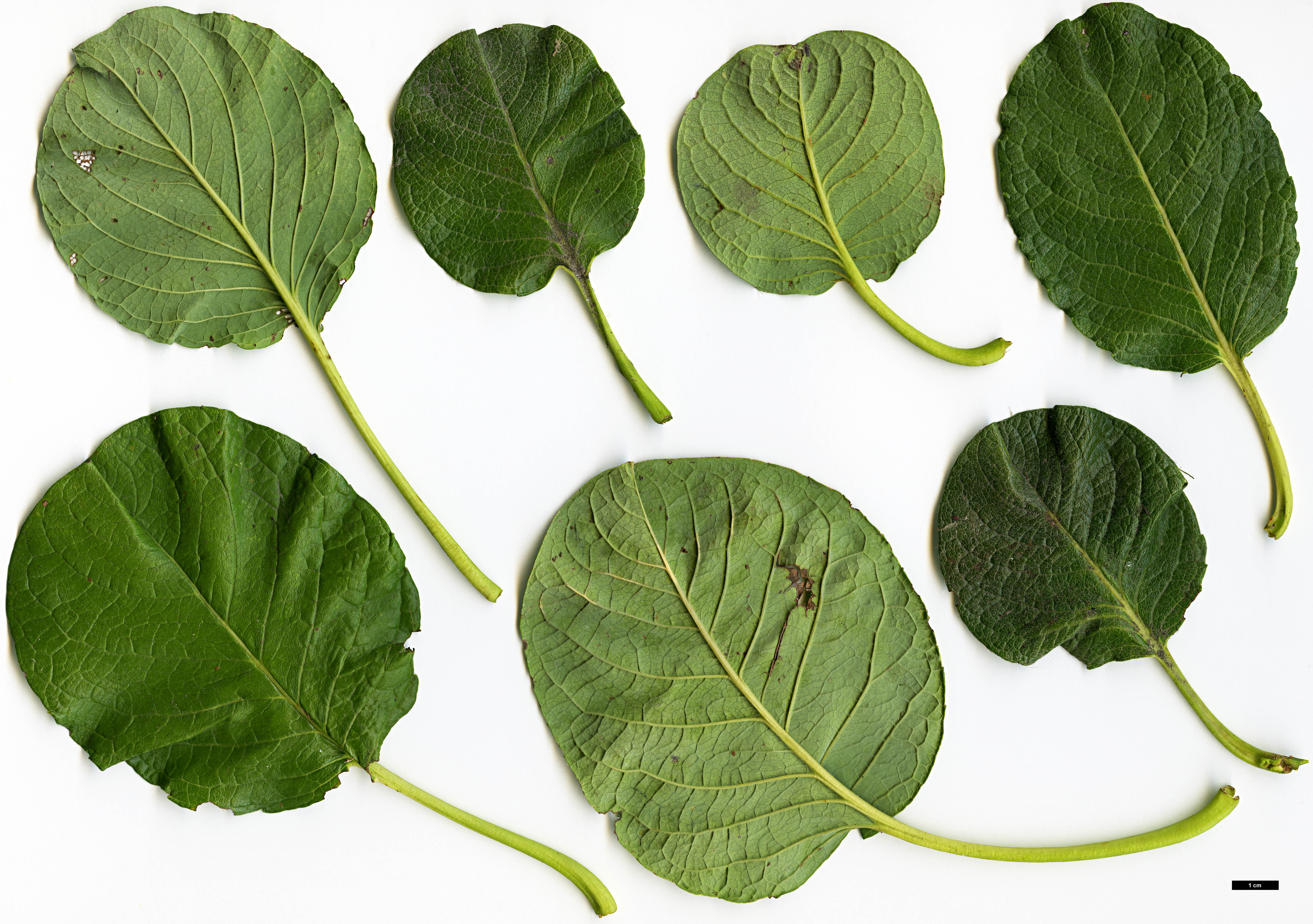 High resolution image: Family: Salicaceae - Genus: Salix - Taxon: nakamura - SpeciesSub: var. yezoalpina